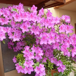 Guest house Primettahouse